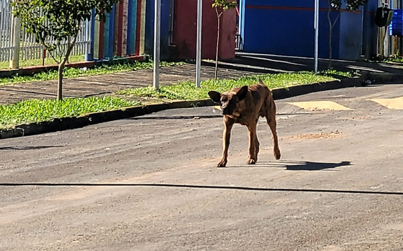 Lançado edital para castração de cães de ruas