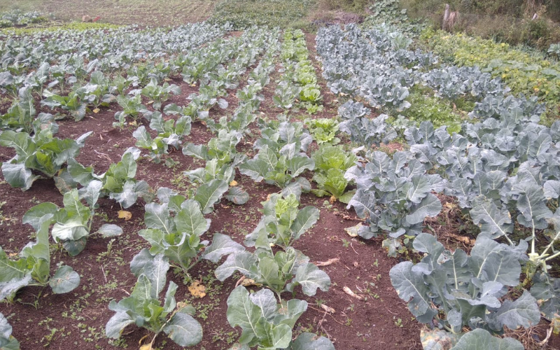 Deagri orienta produtores de orgânicos